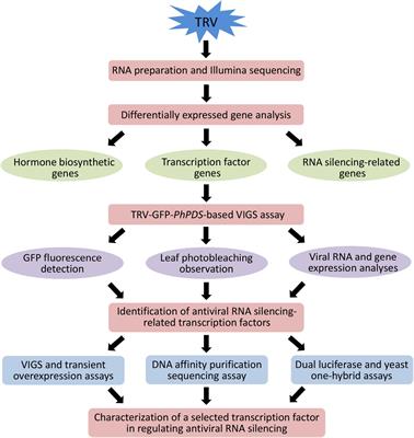 Transcriptome Profiling Reveals a Petunia Transcription Factor, PhCOL4, Contributing to Antiviral RNA Silencing